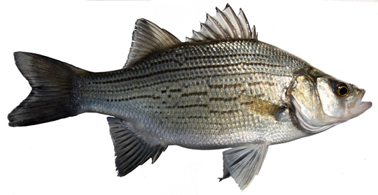 white bass images
