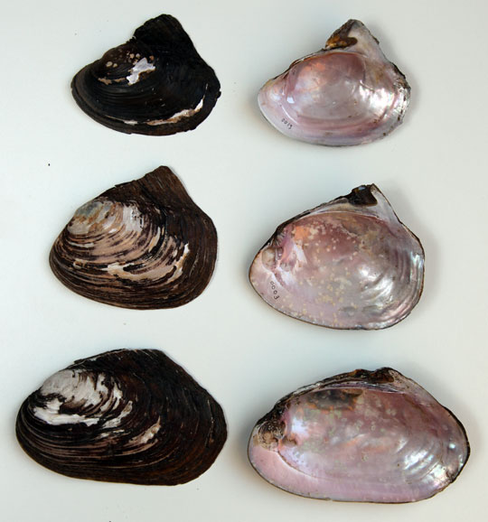 Shells from (Ithink) 3 Pink Heelsplitters (Potamils alatus).