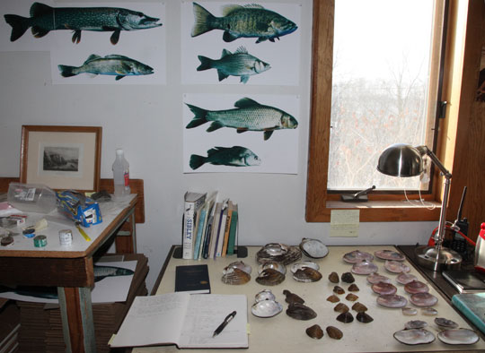 22 pairs of mussel shells and photographs of 6 fish.